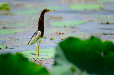 Chinese Pond Heron in the lotus