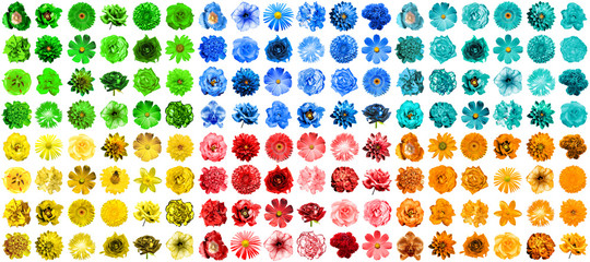 Mega pack of 144 in 1 natural and surreal blue, orange, red, green, turquoise and yellow flowers isolated on white