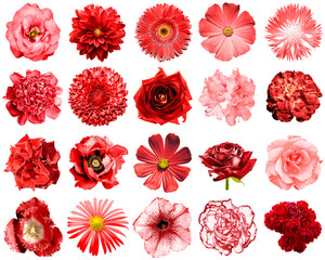 Mix collage of natural and surreal red flowers 20 in 1: peony, dahlia, primula, aster, daisy, rose, gerbera, clove, chrysanthemum, cornflower, flax, pelargonium, marigold, tulip isolated on white
