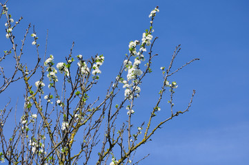 Dry branches of plum with white flowers against the blue sky.