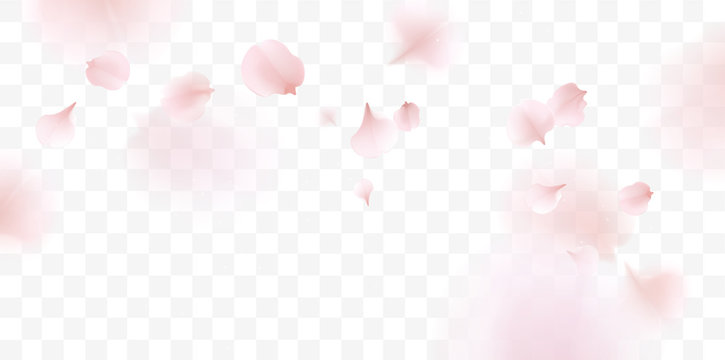 Pink sakura petals falling background