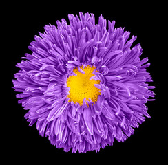 Violet aster flower with yellow heart macro photography isolated on black