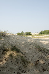 Sand dunes in Letea forest , in the Danube Delta area, Romania, in a sunny summer day