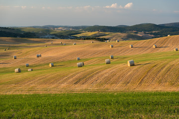 Obraz premium Green yellow wheat field with golden hay bales in Tuscany Italy at sunrise sunset in summer