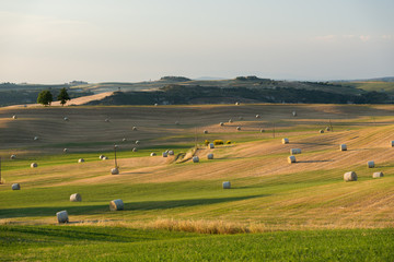 Obraz premium Green yellow wheat field with golden hay bales in Tuscany Italy at sunrise sunset in summer