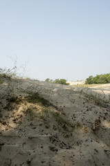 Sand dunes in Letea forest , in the Danube Delta area, Romania, in a sunny summer day