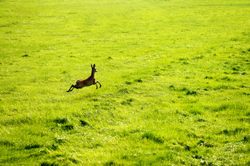 wild deer jump in mowed meadow