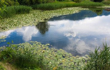 Small lake with water lilies