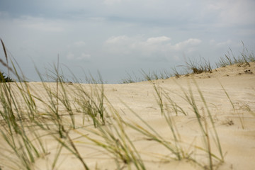 Fototapeta na wymiar Sand dunes in Letea forest , in the Danube Delta area, Romania, in a sunny summer day