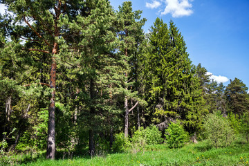 Coniferous forest in temperate climate
