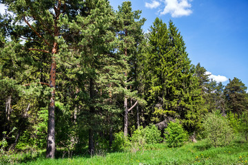 Fototapeta premium Coniferous forest in temperate climate