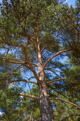 The old sprawling pine