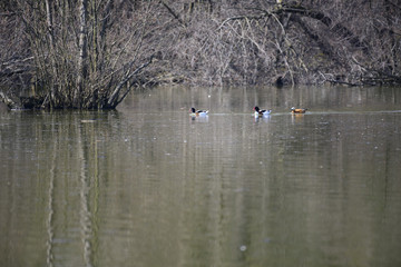 Ducks swimming in the lake 