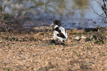 Duck walking on the lake shore