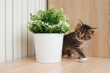 cute kitten with flowerpot