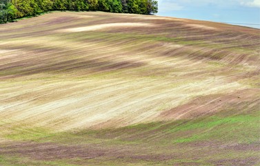 Fototapeta premium Colorful fields in the evening in South Moravia, Czech Republic