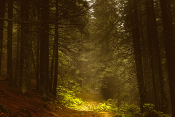 Pine dark autumn forest in fog