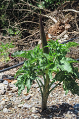 dragon arum (Dracunculus vulgaris) flower in Samaria Gorge - Crete (Greece)