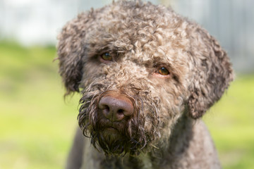 Brown dog posing outdoors. The dog is looking at the camera. The dog breed is Lagotto Romagnolo also known as the truffle dog.