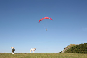 Mucche e parapendio