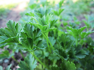 Parsley