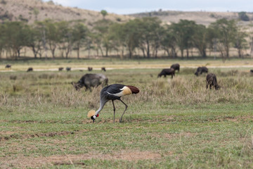 Grey crowned Crane (bird) Balearica regulorum