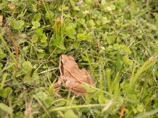 Little brown frog hiding in grass side back view