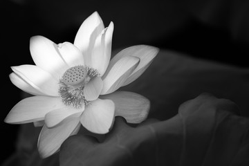 lotus en noir et blanc
