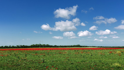 Naklejka na ściany i meble Long strip of red poppies and growing green grass against the blue sky of a picturesque agricultural landscape