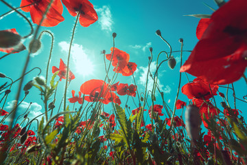 Closeup of fresh, red poppy flowers on a green field, in the sun, scenic scene