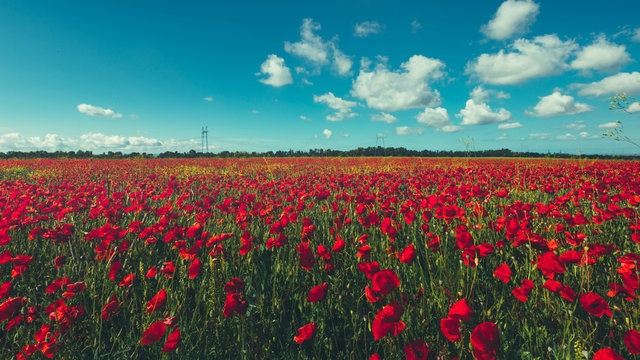 Field of red poppies against the blue sky scenic landscape