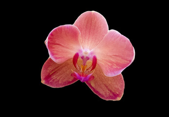 Beautiful isolated orchid flower on black background. Moth orchid hybrid, one flower up close.