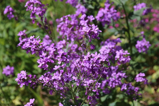 Hesperis matronalis, a purple leafed wildflower