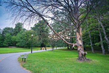 Tree of park of Gotemburg