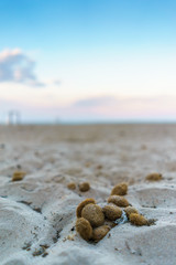 Ball of posidonia oceanica in the sand