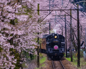 サクラ13号