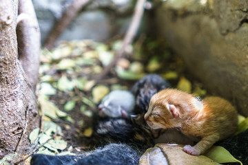 Newborn cats sleeping together