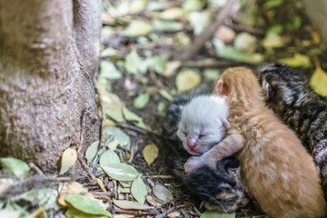 Newborn cats sleeping together
