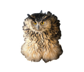 Ruffled owl isolated in white background.