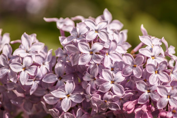a sprig of lilacs on the Bush with lots of little flowers