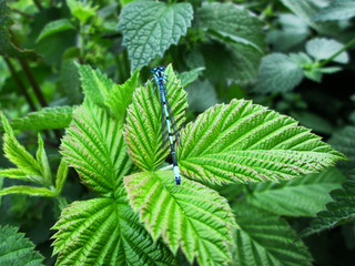  Blue dragonfly