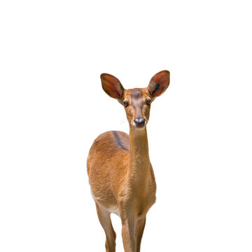 Small deer at white background