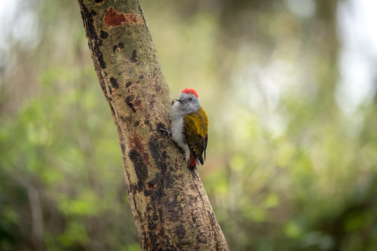 African Grey Woodpecker  Dendropicos Goertae