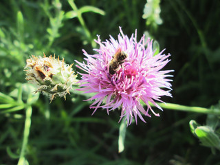  Bee on a thistle