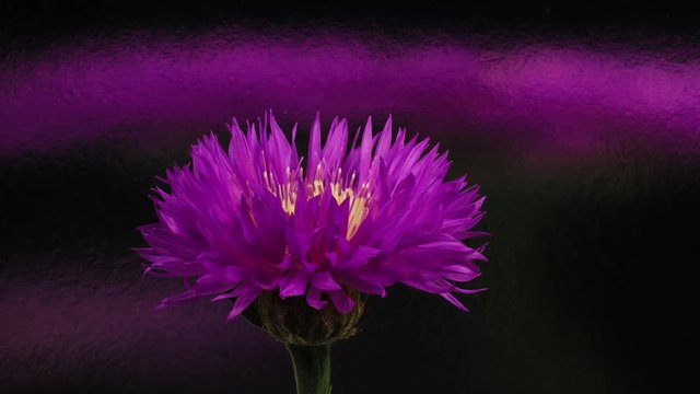 Purple cornflower in bloom, dark background. Time lapse video.