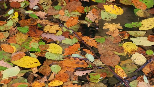 Autumn leaves closeup footage