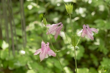 Wild flowers photographed in natural ambient