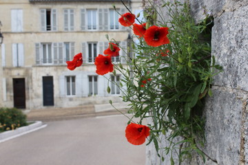 Mohnblumen an einer Mauer