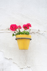 Wall mounted flower pot.