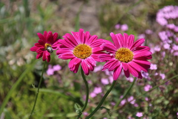 Painted Daisy 'Robinson's Red, flower or Pyrethrum, Chrysanthemum